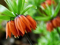 Crown imperial flower. Free public domain CC0 photo.