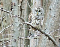Barred owl on a tree. Free public domain CC0 photo.