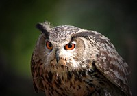 Eurasian eagle owl staring closeup. Free public domain CC0 photo.