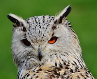 Eurasian eagle owl face closeup. Free public domain CC0 photo.