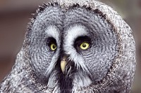 Great grey owl close up. Free public domain CC0 photo.