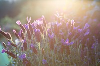 Lavenders. Free public domain CC0 image.