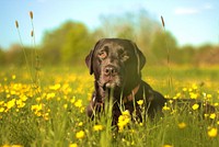 Black labrador retriever in grass field. Free public domain CC0 photo.