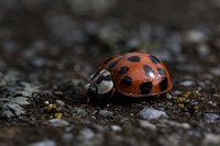 Ladybug photo. Free public domain CC0 image.