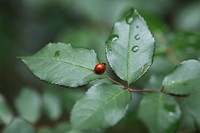 Closeup of ladybug on a plant. Free public domain CC0 image.