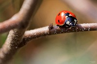 Ladybug, insect photo. Free public domain CC0 image.