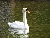 White swan swimming alone. Free public domain CC0 photo.