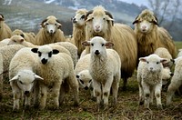 Sheep family. Free public domain CC0 photo.