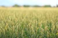 Agricultural cornfield. Free public domain CC0 photo.