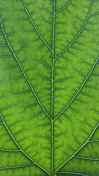 Leaf texture. Free public domain CC0 photo.