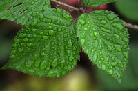 Water drops on leave. Free public domain CC0 photo.