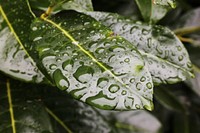 Water drops on leave. Free public domain CC0 photo.