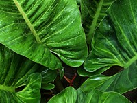 Alocasia leaf background. Free public domain CC0 photo.