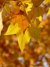 Autumn yellow maple leaf. Free public domain CC0 photo