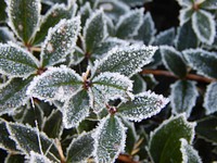 Closeup on frost covered leaves. Free public domain CC0 image. 