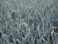 Leek farm. Free public domain CC0 photo.