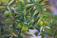 Green limes growing on tree. Free public domain CC0 image.
