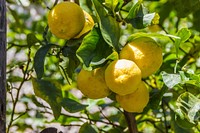 Yellow lemons growing on tree. Free public domain CC0 image. 