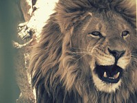 Lion growling. Free public domain CC0 image.