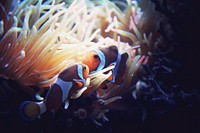 Free clown fishes image, public domain animal CC0 photo.