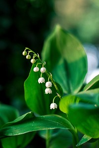 Lily of the valley background. Free public domain CC0 iamge.