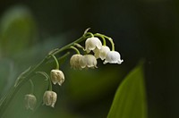 Lily of the valley background. Free public domain CC0 iamge.