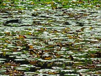 Water lily pond. Free public domain CC0 photo.