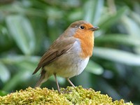 Cute Robin bird phtoto. Free public domain CC0 image.