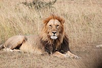 Lion in the wild. Free public domain CC0 image.