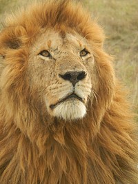 Lion face closeup. Free public domain CC0 image.