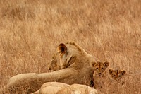 Lioness and lion cubs. Free public domain CC0 image.