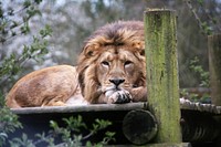 Lion in the wild. Free public domain CC0 image.