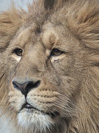 Lion face closeup. Free public domain CC0 image.