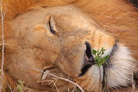 Lion sleeping. Free public domain CC0 image.