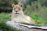 Lioness in the wild. Free public domain CC0 image.