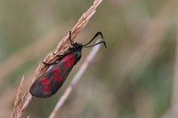 Butterfly in nature. Free public domain CC0 photo.