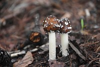 Brown mushroom with thin stem. Free public domain CC0 image.