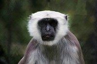 Monkey. Free public domain CC0 image.