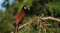 Montezuma oropendola, bird photography. Free public domain CC0 image.