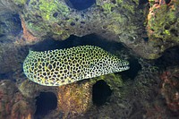 Honeycomb moray close up. Free public domain CC0 photo.