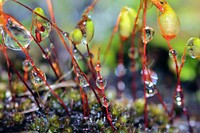 Water drops on plants. Free public domain CC0 image.