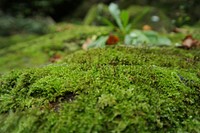 Nature in the forest, green woods. Free public domain CC0 photo