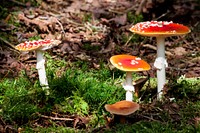 Red mushroom hat, fly agaric toadstool. Free public domain CC0 image.