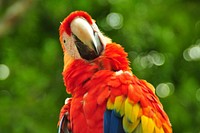 Scarlet Macaw parrot, bird photo. Free public domain CC0 image.