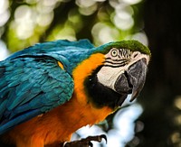 Cute Macaw bird photo. Free public domain CC0 image.