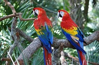 Macaw parrot couple. Free public domain CC0 image.