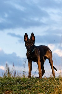 Black dog with blue sky portrait. Free public domain CC0 photo.