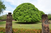 Big giant tree. Free public domain CC0 photo