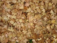 Dried leaf background. Free public domain CC0 photo.