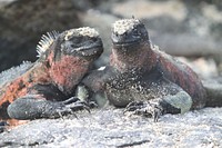 Two marine iguanas eyes closed. Free public domain CC0 image.